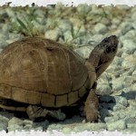 The Tortoise Is The Mascot Of Retirement Savings
