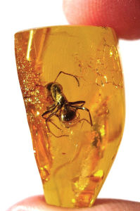 insect-in-amber