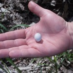 Retirement Nest Egg:  Ostrich Egg Or Quail Egg?